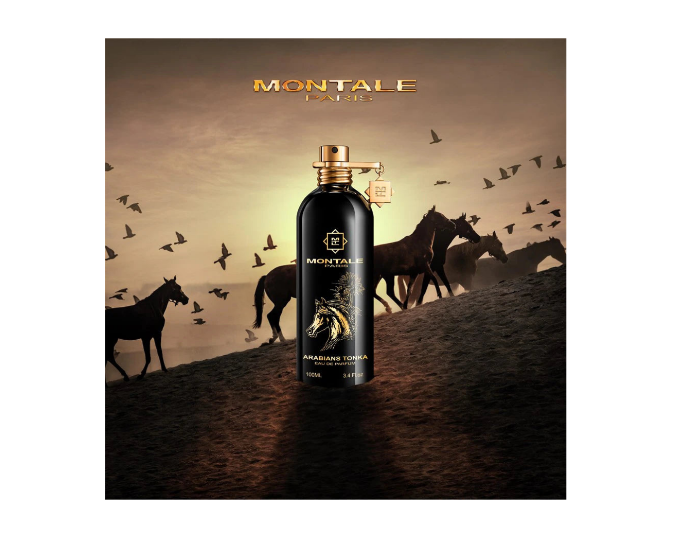 Arabians Tonka - Montale